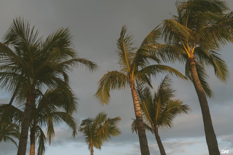 Waialae Country Club desination wedding